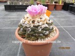 Ariocarpus fissuratus 654