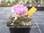 Ariocarpus fissuratus 700