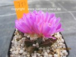 Ariocarpus fissuratus 717