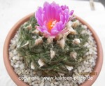 Ariocarpus fissuratus extreme 3587