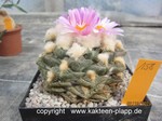 Ariocarpus fissuratus Godzilla 158