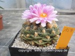 Ariocarpus fissuratus Godzilla 159