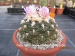 Ariocarpus fissuratus Godzilla 657