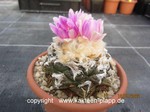 Ariocarpus fissuratus Godzilla 658