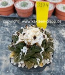 Ariocarpus fissuratus intermedius forma 3374