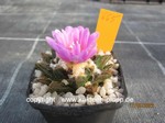 Ariocarpus fissuratus x retusus 665