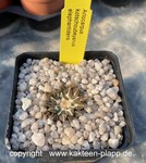 Ariocarpus kotschoubeyanus elephantidens