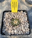 Ariocarpus kotschoubeyanus