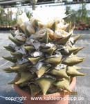 Ariocarpus retusus 110