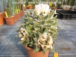 Ariocarpus_retusus-189-3