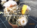 Ariocarpus_retusus_1012-1