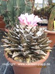 Ariocarpus retusus 138