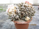 Ariocarpus retusus 641