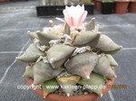 Ariocarpus retusus 661