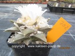 Ariocarpus_retusus_702-1