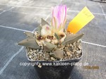 Ariocarpus retusus forma 668