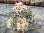 Ariocarpus retusus 1616