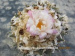 Ariocarpus_retusus_furfuraceus-1616-2