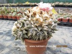 Ariocarpus_retusus_furfuraceus-1616-3