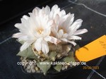 Ariocarpus_retusus_furfuraceus_1009-1