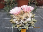 Ariocarpus_retusus_furfuraceus_1068-1