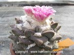 Ariocarpus retusus haworthioides 734