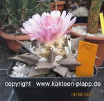 Ariocarpus retusus scapharostroides 135