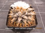 Ariocarpus retusus scapharostroides 662