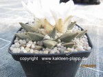 Ariocarpus retusus scapharostroides 709