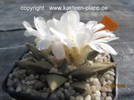 Ariocarpus retusus scapharostroides 710