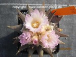 Ariocarpus_retusus_scapharostroides_710-2