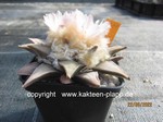 Ariocarpus_retusus_scapharostroides_711-1