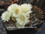 Ariocarpus_trigonus_1013-1