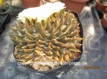 Ariocarpus_trigonus_1013-2