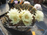 Ariocarpus_trigonus_1013-5