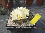 Ariocarpus_trigonus_1072-1