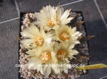 Ariocarpus_trigonus_1072-2