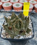 Ariocarpus trigonus 3264