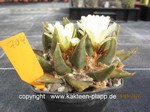 Ariocarpus trigonus 704