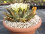 Ariocarpus trigonus 705