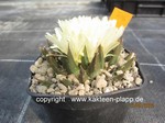 Ariocarpus trigonus 706