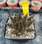 Ariocarpus trigonus elongatus 3530