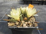 Ariocarpus trigonus elongatus 703