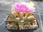 Ariocarpus trigonus x fissuratus 666