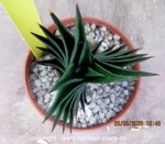 Astroloba aspera