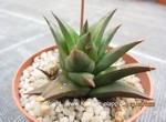 Astroloba aspera