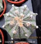 Astrophytum "CAPAS" 004