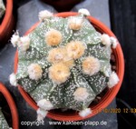 Astrophytum "CAPAS" 005