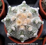 Astrophytum "CAPAS" 012