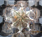 Astrophytum niveum 025